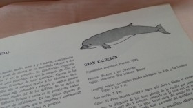 Manual Ballenas t Delfines del Cantábrico.Año 1981.