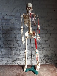 Esqueleto anatómico. Completo. 85 cm. Año 1980 articulado. Anatomical skeleton