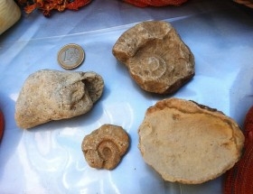 Colección de fósiles (4 piezas)
