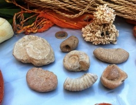 Colección de fósiles (8 piezas)