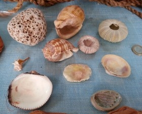 Colección de conchas y otras piezas (10 piezas)