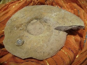 Fósil. Gran ammonite del jurásico de 3 kg. De peso.