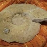 Fósil. Gran ammonite del jurásico de 3 kg. De peso.