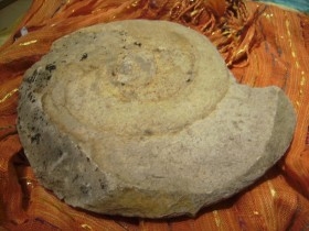 Fósiles - Minerales - Conchas