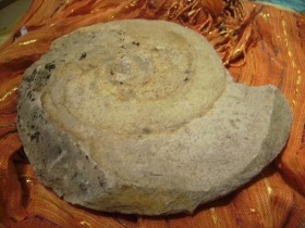 Fósil. Gran ammonite del jurásico de 3 kg. De peso.