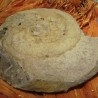 Fósiles - Minerales - Conchas
