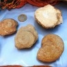Fósiles - Minerales - Conchas