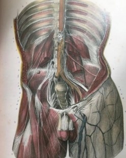 FACSÍMIL TRATADO LA ANATOMÍA DEL HOMBRE TRES TOMOS (Doctor Bourgery / N.H. Jacob)