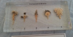 Cerebros de animales en placa transparente. Especial para asignatura de ciencias naturales en colegios.