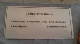 Cerebros de animales en placa transparente. Especial para asignatura de ciencias naturales en colegios.