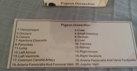 Paloma diseccionada en placa transparente. Especial para asignatura de ciencias naturales en colegios.