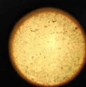 Microscopio eléctrico de 100x a 900x. Funcionando. Años 90