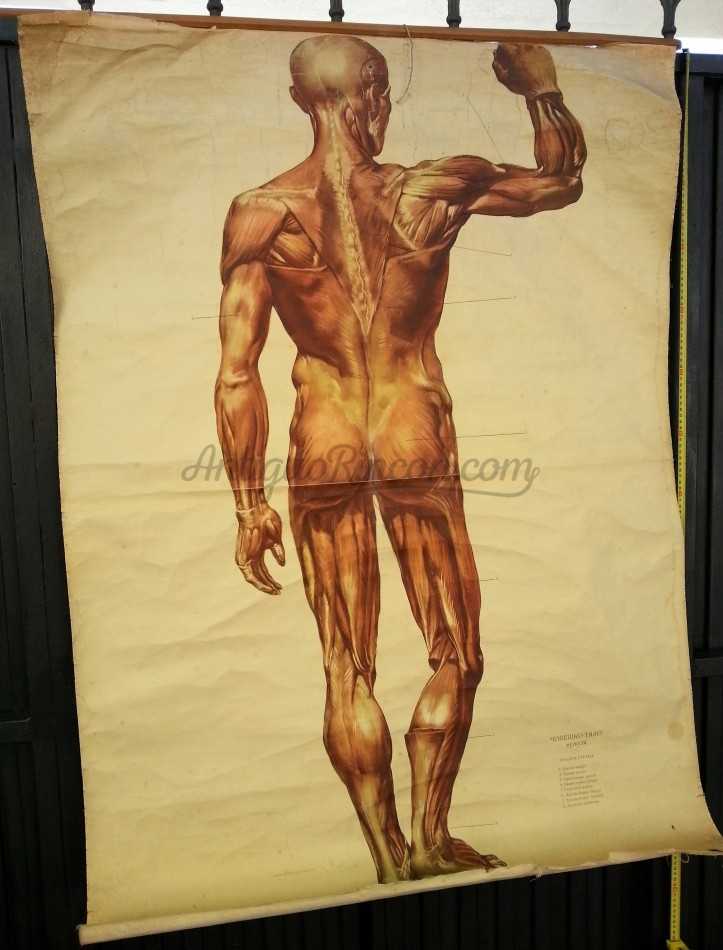 Cartel antiguo. Didáctico. De vieja escuela. Años 50. Sistema muscular.