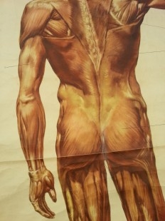 Cartel antiguo. Didáctico. De vieja escuela. Años 50. Sistema muscular.