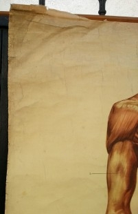 Cartel antiguo. Didáctico. De vieja escuela. Años 50. Sistema muscular.