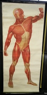 Cartel antiguo. Sistema muscular. años 88. Original.