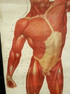 Cartel antiguo. Sistema muscular. años 88. Original.