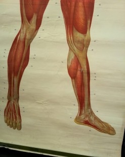 Cartel antiguo. Sistema muscular. años 88. Original.
