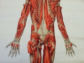 Cartel antiguo. Sistema muscular. año 90. Original.
