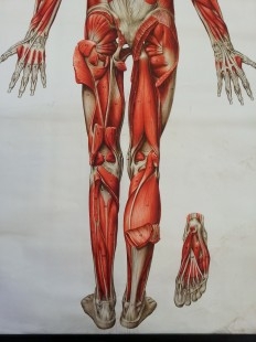 Cartel antiguo. Sistema muscular. año 90. Original.