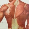 Cartel antiguo. Didáctico. Sistema muscular