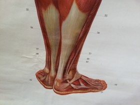 Cartel antiguo. Didáctico. Sistema muscular