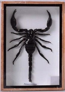 Escorpión selvático disecado en vitrina. Scorpion.
