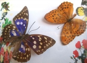 Mariposas disecadas en vitrina. Asiáticas.