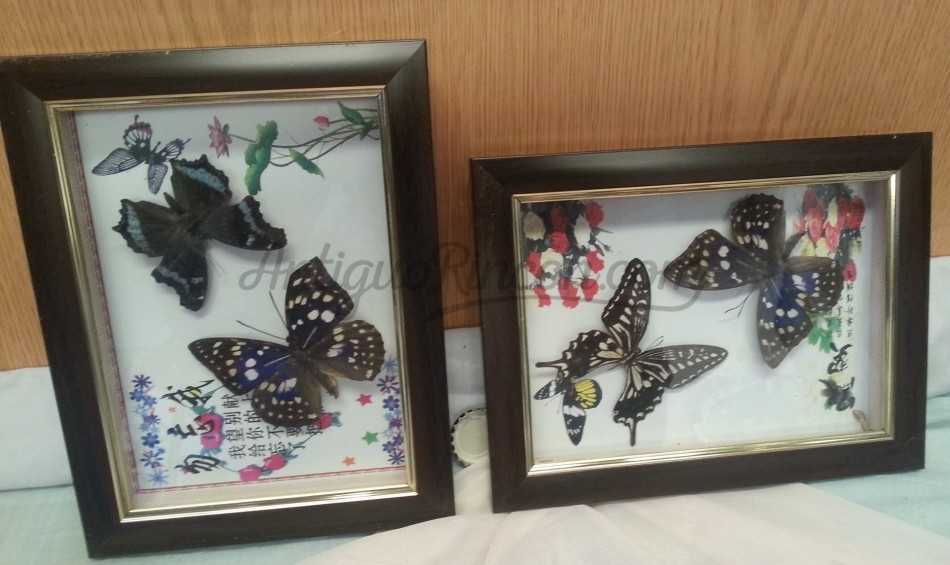 Mariposas. Pareja de enmarcaciones con decoración.