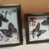 Mariposas. Pareja de enmarcaciones con decoración.