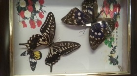 Mariposas. Pareja de enmarcaciones con decoración.