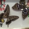 Mariposas. Pareja de enmarcaciones con decoración.