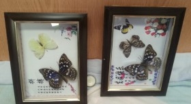 Mariposas. Pareja de enmarcaciones con decoración.