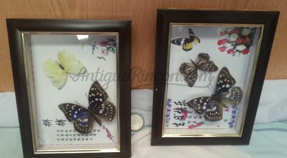 Mariposas. Pareja de enmarcaciones con decoración.