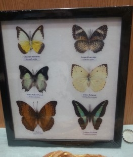 Mariposas disecadas en vitrina. 6 ejemplares diferentes e identificados.