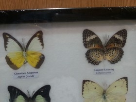 Mariposas disecadas en vitrina. 6 ejemplares diferentes e identificados.