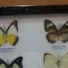 Mariposas disecadas en vitrina. 6 ejemplares diferentes e identificados.