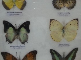 Mariposas disecadas en vitrina. 6 ejemplares diferentes e identificados.