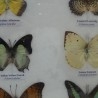 Mariposas disecadas en vitrina. 6 ejemplares diferentes e identificados.