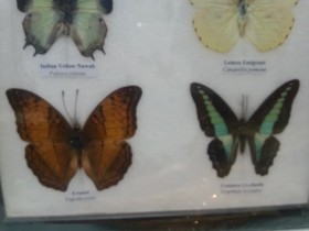 Mariposas disecadas en vitrina. 6 ejemplares diferentes e identificados.