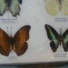 Mariposas disecadas en vitrina. 6 ejemplares diferentes e identificados.