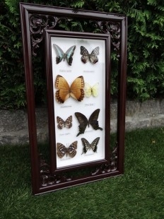 Mariposas disecadas en vitrina. 9 ejemplares diferentes e identificados.