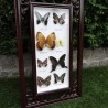 Mariposas disecadas en vitrina. 9 ejemplares diferentes e identificados.