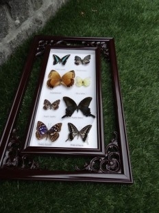 Mariposas disecadas en vitrina. 9 ejemplares diferentes e identificados.