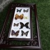 Mariposas disecadas en vitrina. 9 ejemplares diferentes e identificados.