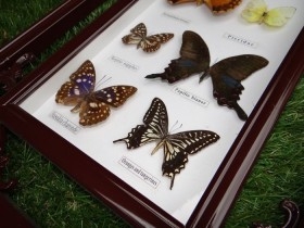 Mariposas disecadas en vitrina. 9 ejemplares diferentes e identificados.