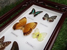 Mariposas disecadas en vitrina. 9 ejemplares diferentes e identificados.