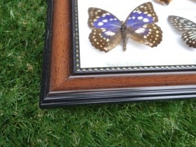 Mariposas disecadas en vitrina. 9 ejemplares diferentes e identificados.
