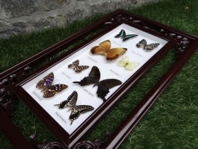 Mariposas disecadas en vitrina. 9 ejemplares diferentes e identificados.