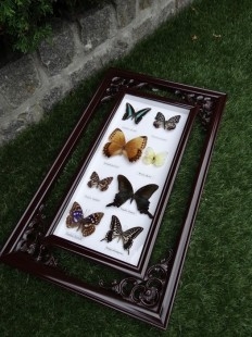 Mariposas disecadas en vitrina. 9 ejemplares diferentes e identificados.